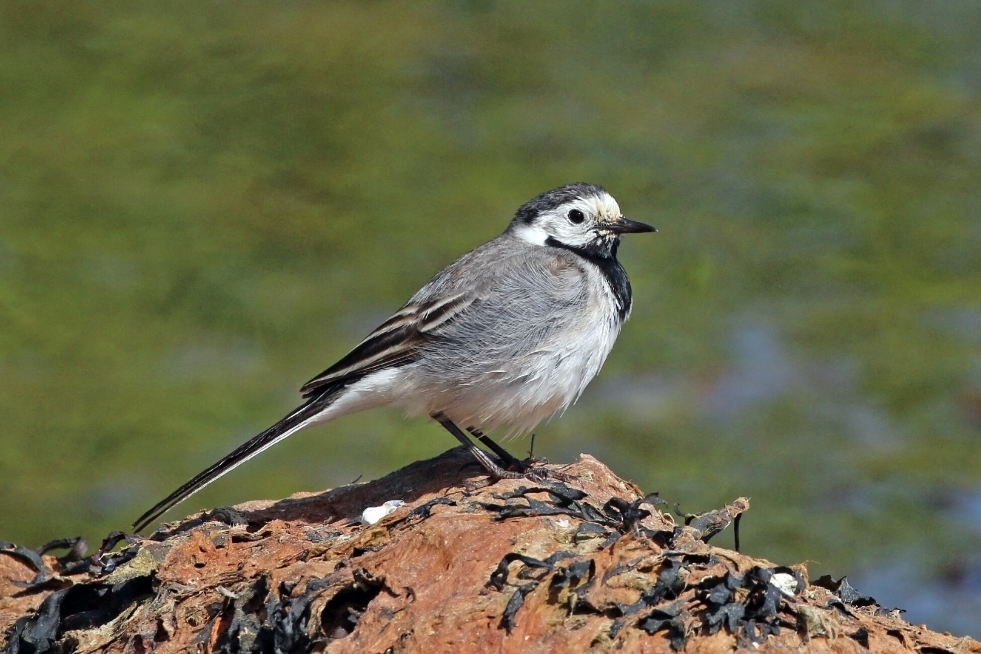 Group cover image