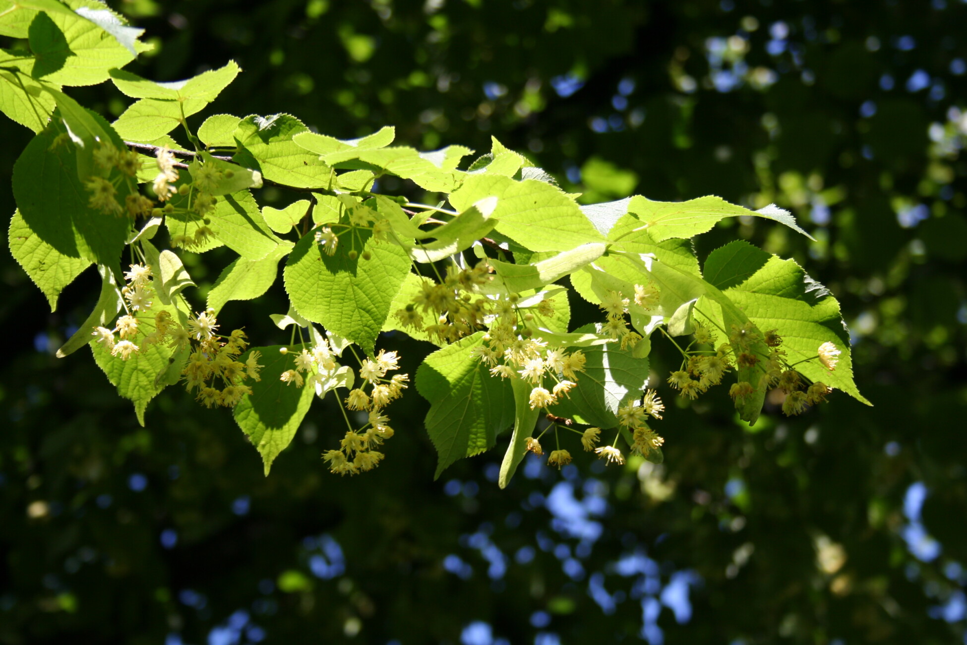 Group cover image