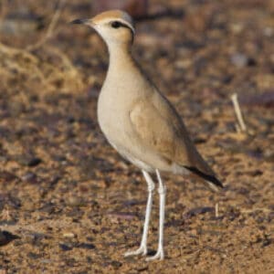 Group logo of Tunisia