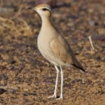 Group logo of Tunisia