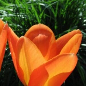 Group logo of Turkey