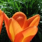 Group logo of Turkey