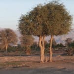 Group logo of UAE – United Arab Emirates