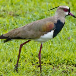 Group logo of Uruguay