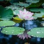 Group logo of Vietnam