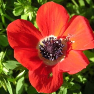 Group logo of Palestine