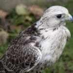 Group logo of Hungary