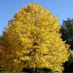 Group logo of Slovakia