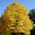 Group logo of Slovakia