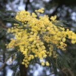 Group logo of Australia