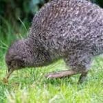 Group logo of New Zealand