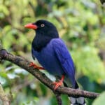 Group logo of Taiwan-China-ROC