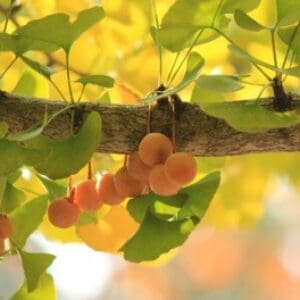 Group logo of China-PRC