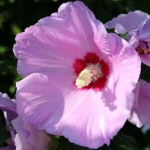 Group logo of South Korea