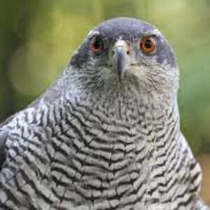 Group logo of North Korea