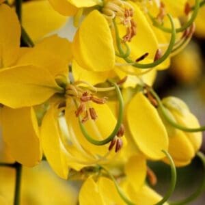 Group logo of Thailand