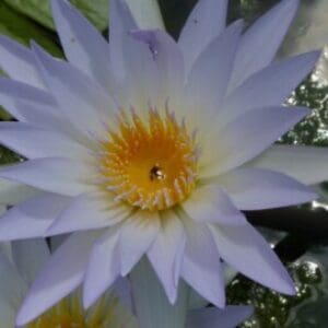 Group logo of Sri Lanka