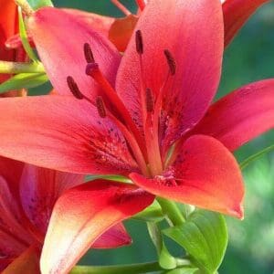 Group logo of Kazakhstan