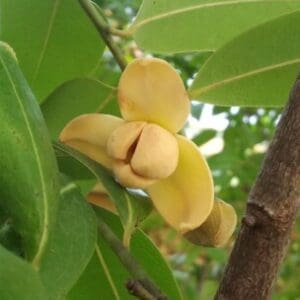 Group logo of Cambodia