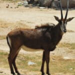 Group logo of Angola