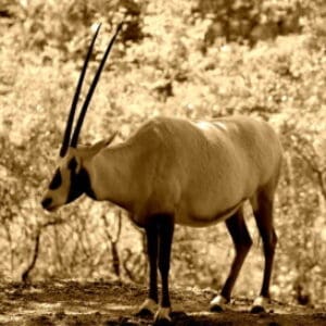 Group logo of Bahrain