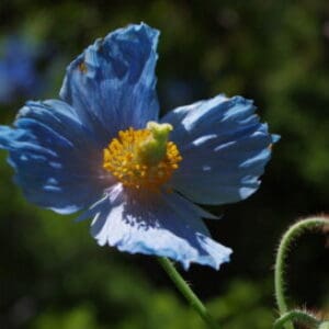 Group logo of Bhutan