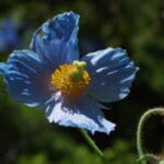 Group logo of Bhutan