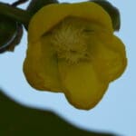 Group logo of Brunei