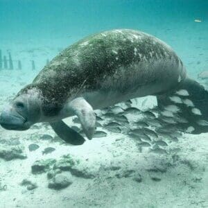 Group logo of Cape Verde
