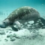 Group logo of Cape Verde