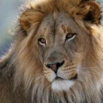 Group logo of Cameroon