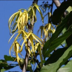 Group logo of Comoros