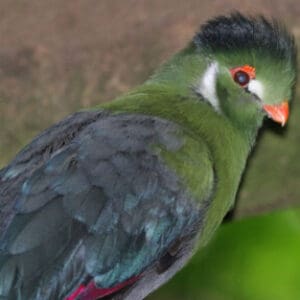 Group logo of Cote D’Ivoire