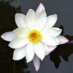 Group logo of DR Congo