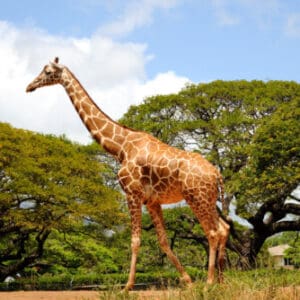 Group logo of Equatorial Guinea
