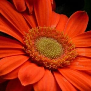 Group logo of Eritrea