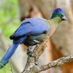 Group logo of Eswatini