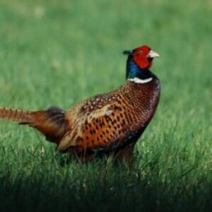 Group logo of Georgia