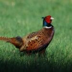 Group logo of Georgia