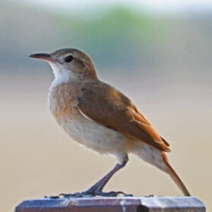 Group logo of Argentina