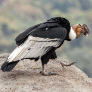 Group logo of Bolivia