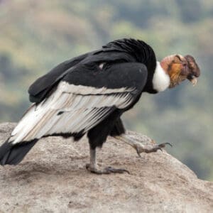 Group logo of Ecuador