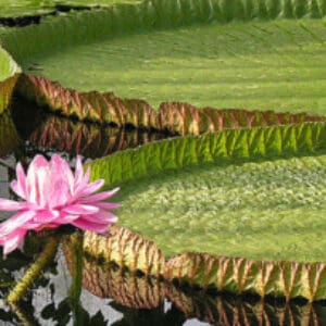 Group logo of French Guiana
