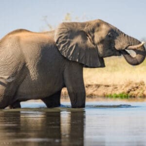 Group logo of Guinea
