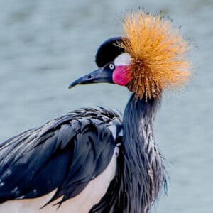 Group logo of Guinea-Bissau