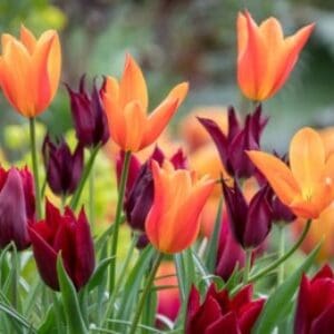 Group logo of Kyrgyzstan