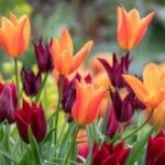 Group logo of Kyrgyzstan