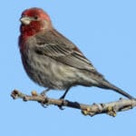 Group logo of Lebanon