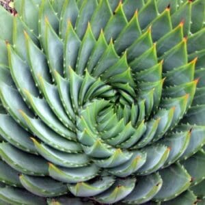 Group logo of Lesotho