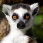 Group logo of Madagascar